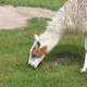 Lama06's avatar